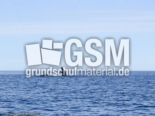 Buckelwal (4 von 57).jpg